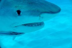 Business end of a tiger shark at Tiger Beach. by Andy Colls 